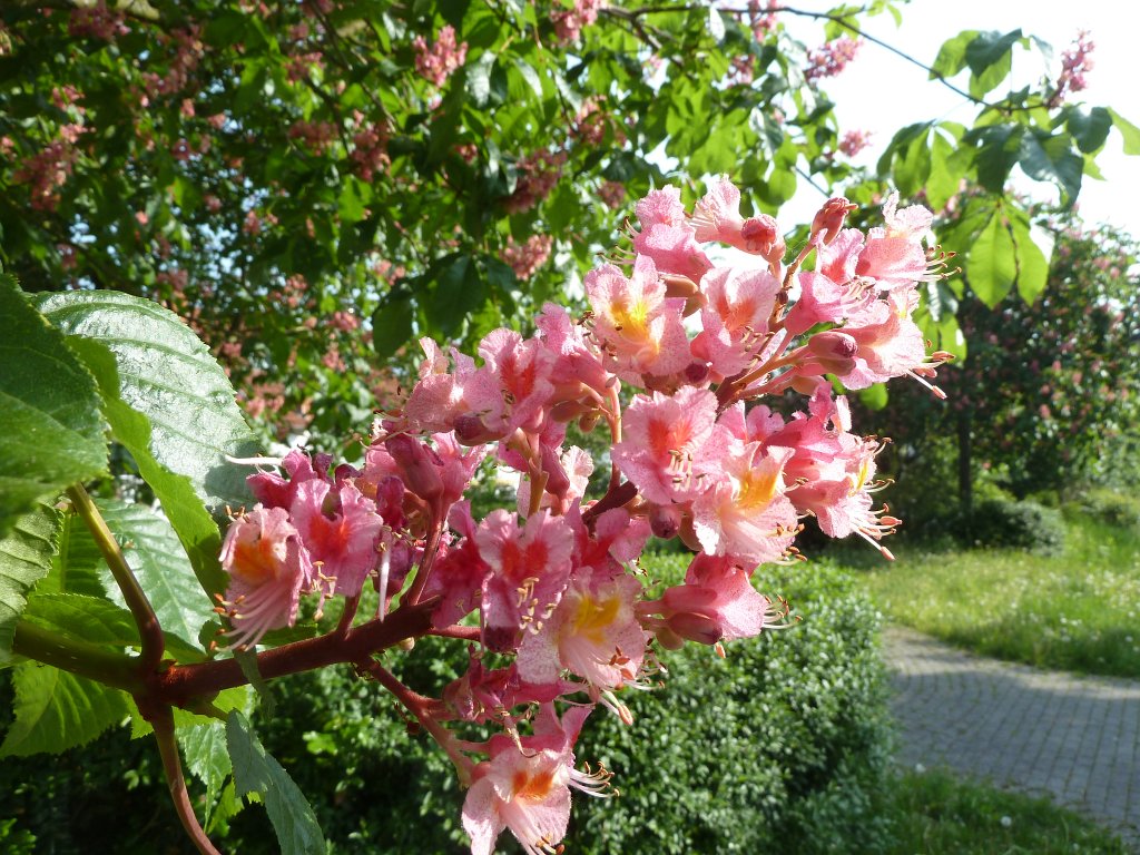 P1120066.JPG -  Red horse-chestnut  ( Rotblühende Rosskastanie )