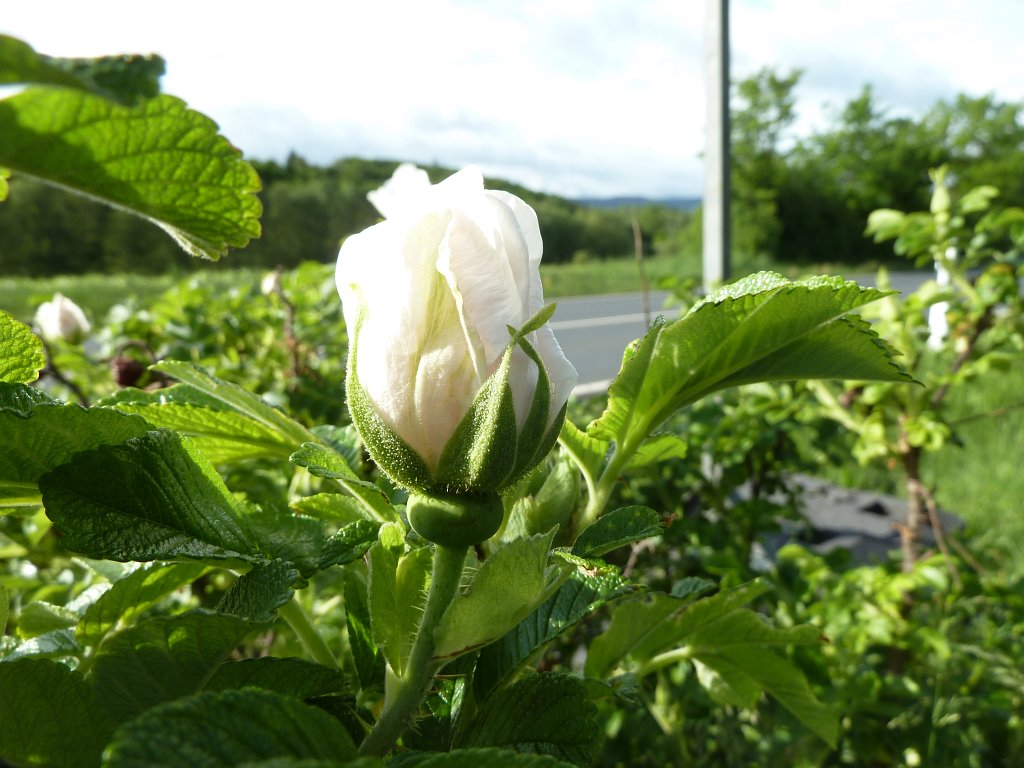 P1120075.JPG - Heckenrose