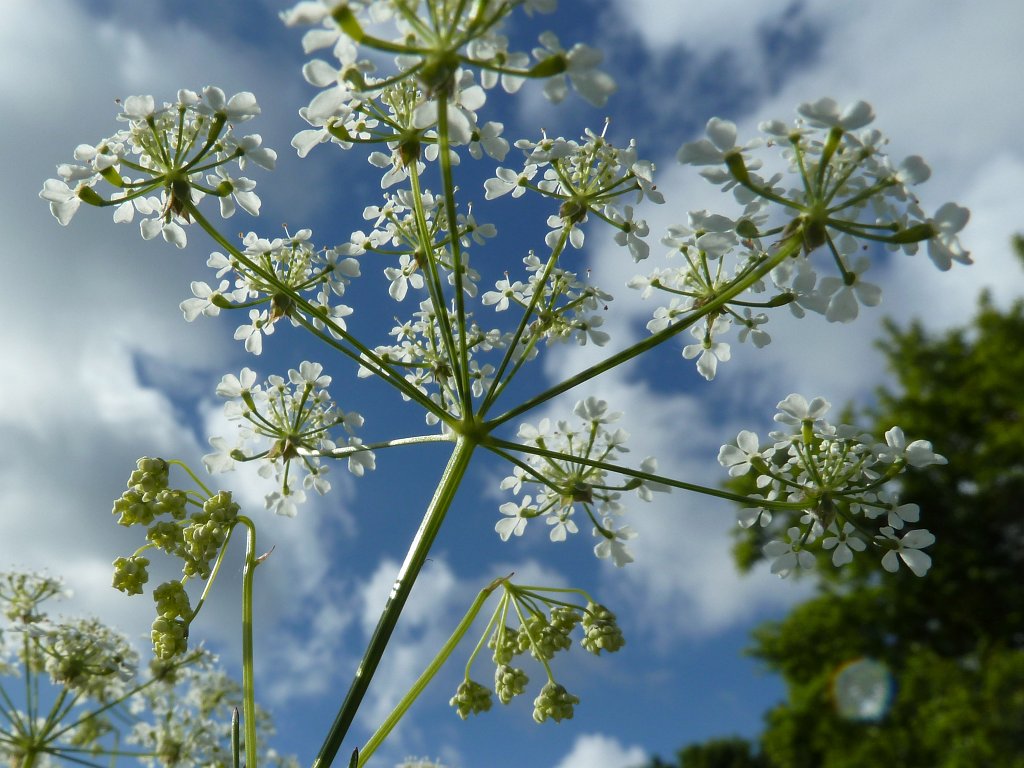 P1120111_c.jpg - Flower & Sky