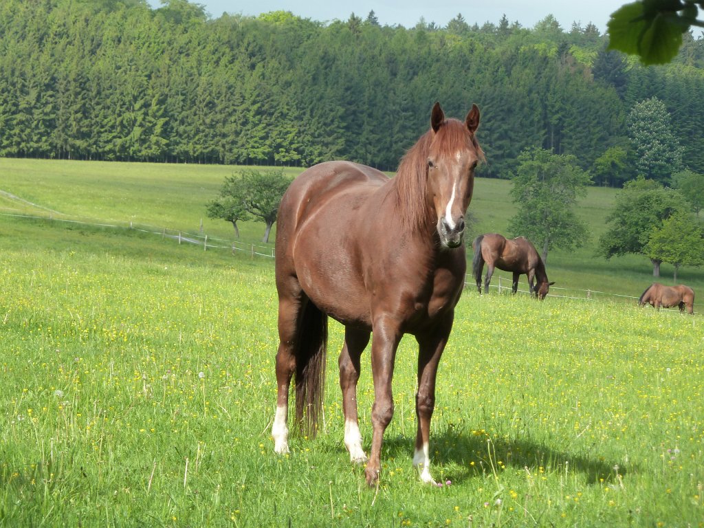 P1120130.JPG - Horses