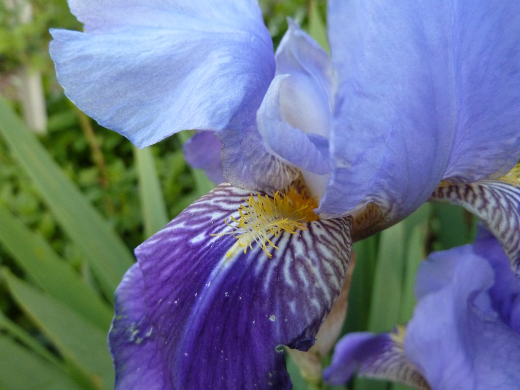 P1120140.JPG -  Iris germanica  ( Deutsche Schwertlilie )