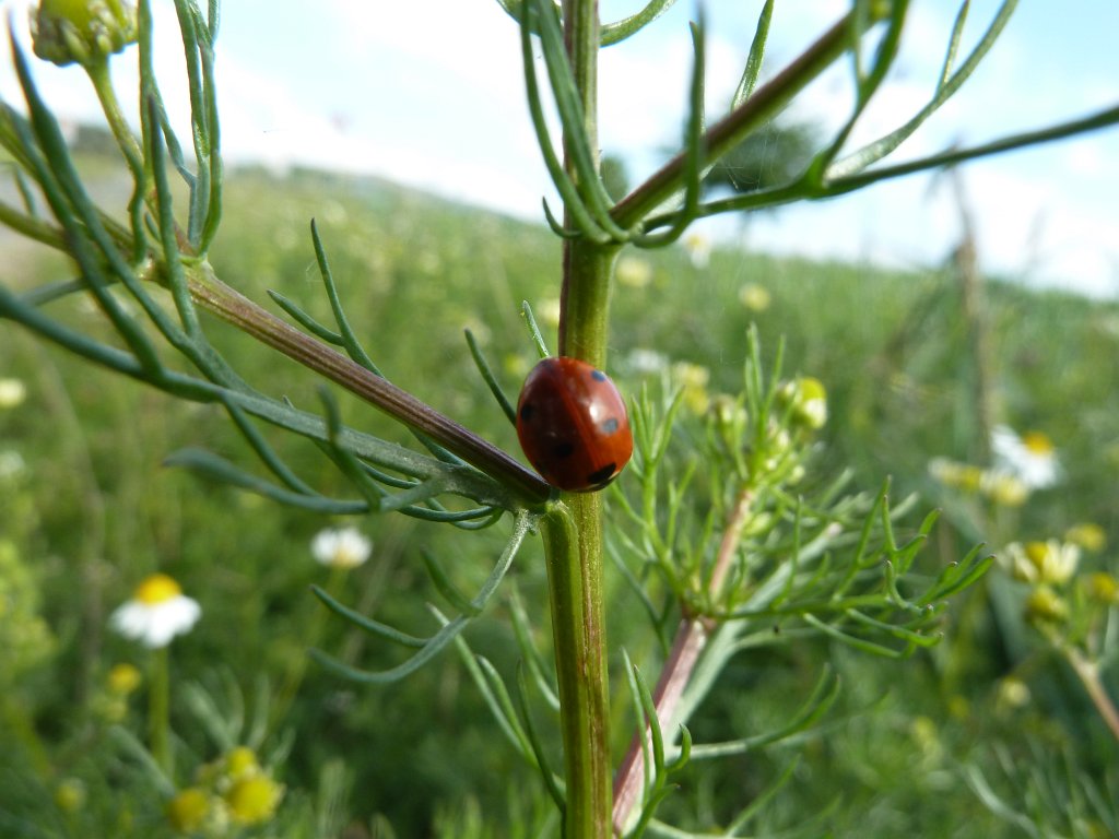 P1120158.JPG -  Ladybug  ( Marienkäfer )