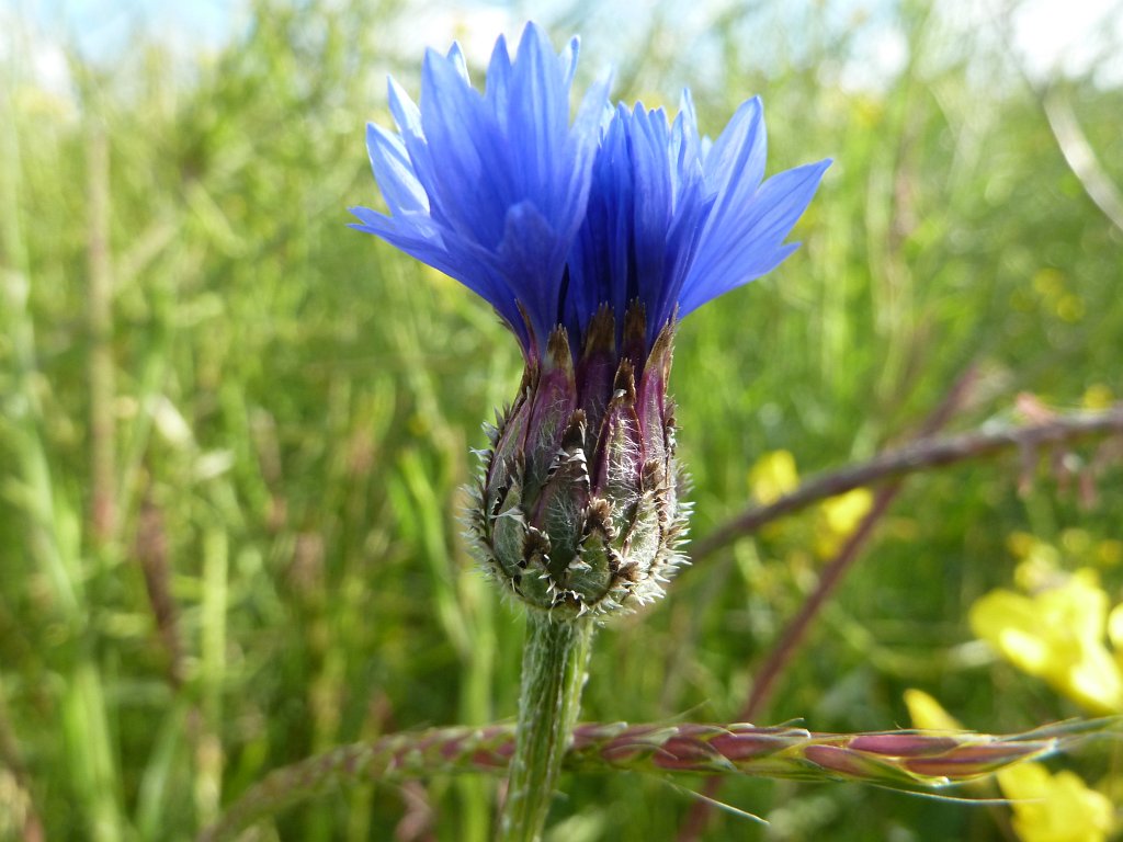 P1120176.JPG -  Cornflower  ( Kornblume )