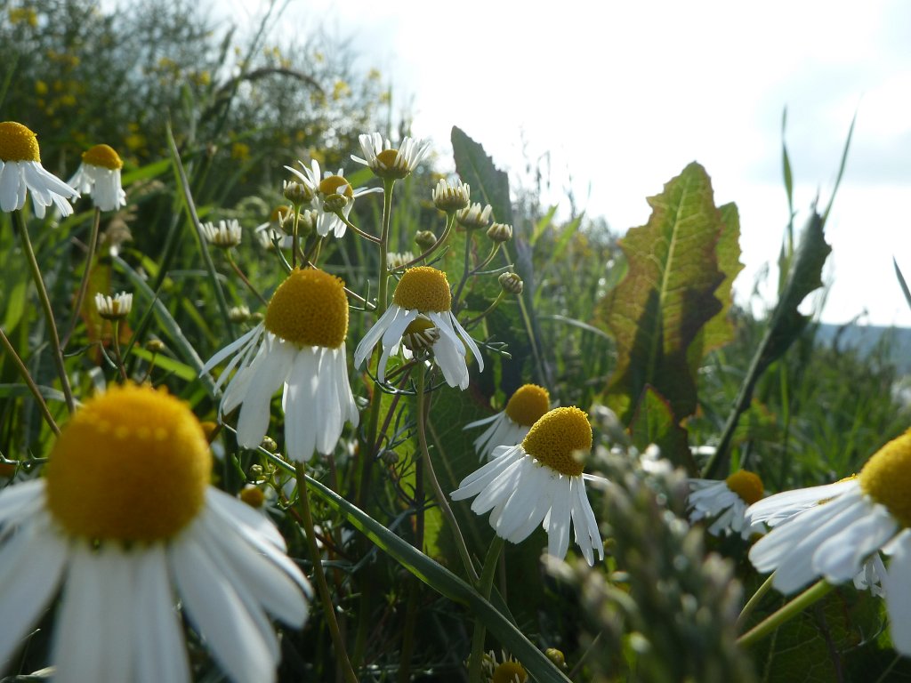 P1120180.JPG -  Chamomile  ( Kamille )