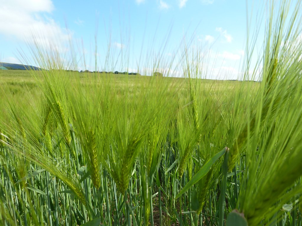 P1120181.JPG -  Barley  field ( Gerstenfeld )