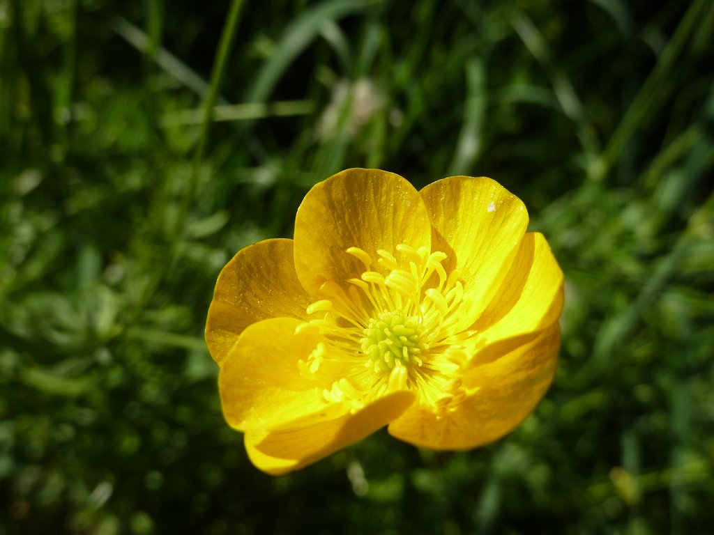 P1120204.JPG -  Buttercup  ( Hahnenfuß )