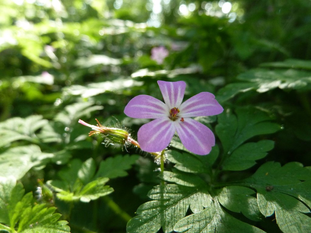 P1120208.JPG -  Herb Robert  ( Ruprechtskraut )