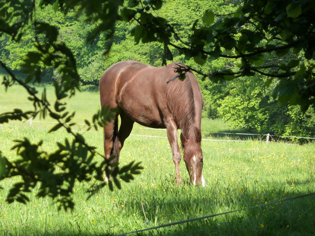 P1120214.JPG - Horse