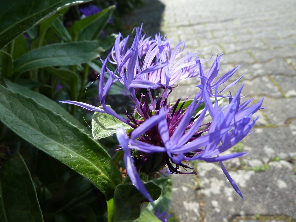 P1120216.JPG -  Mountain cornflower  ( Berg-Flockenblume )