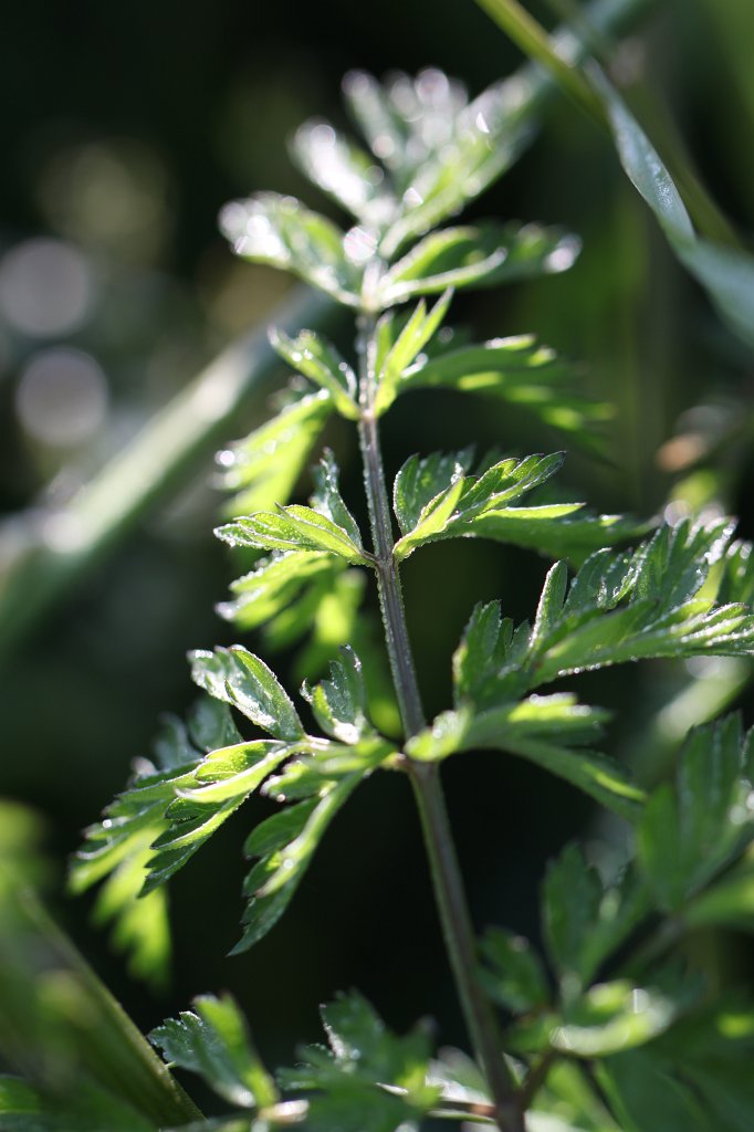 IMG_0246.JPG -  Cow parsley  ( Wiesenkerbel )