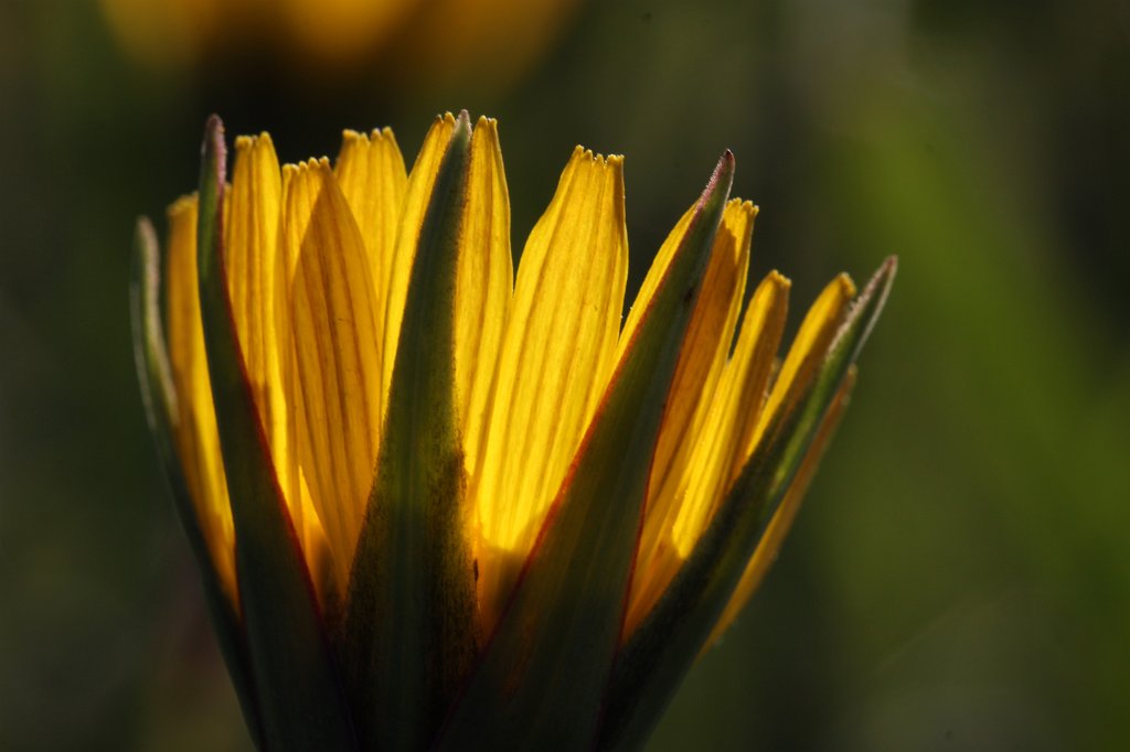IMG_0250.JPG -  Meadow Goat's-beard  ( Wiesen-Bocksbart )