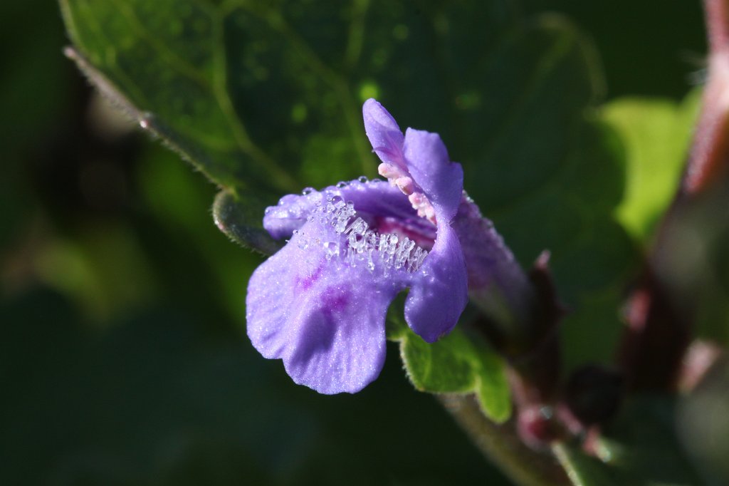 IMG_0256.JPG -  Ground-ivy  ( Gundermann )