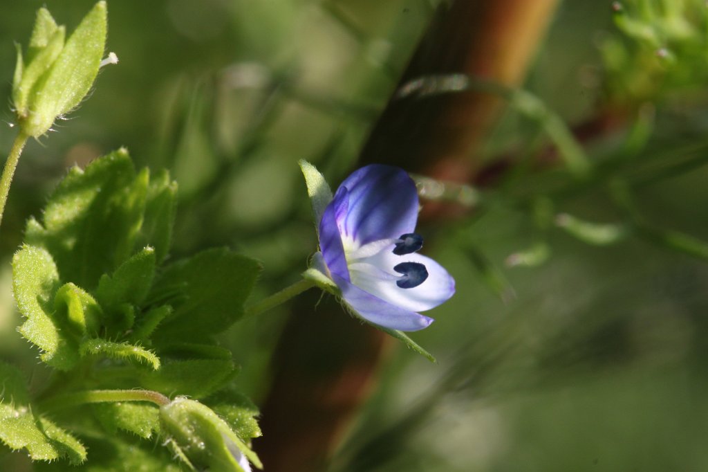 IMG_0260.JPG -  Veronica  ( Ehrenpreis )