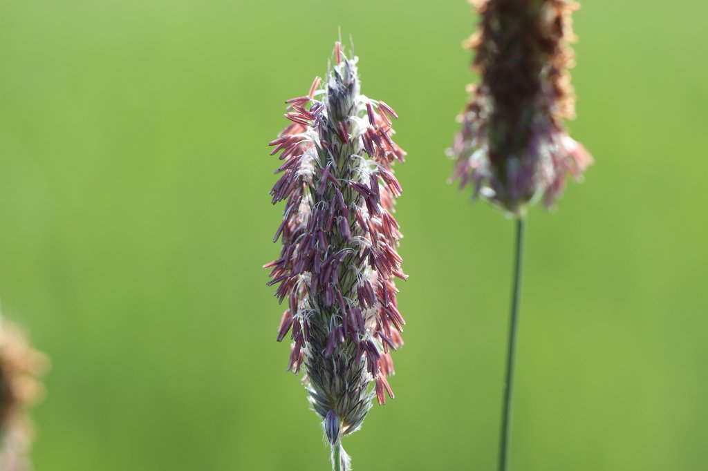 IMG_0269.JPG - Grass ear (Grasähre)