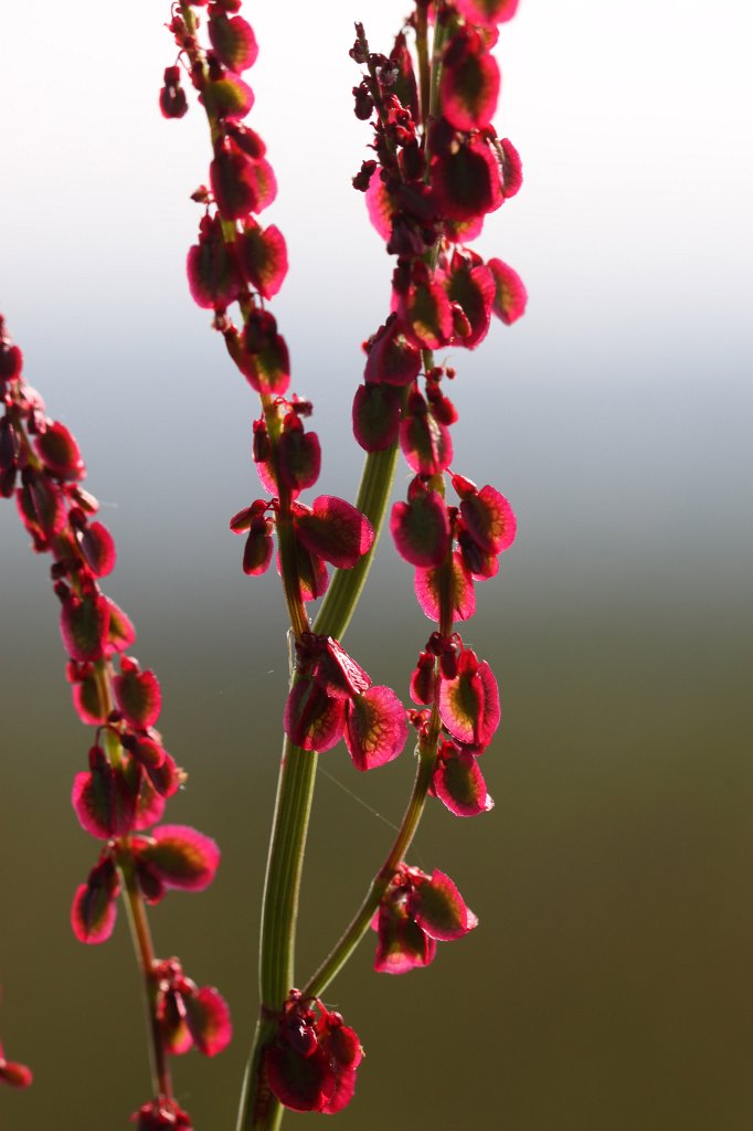 IMG_0271_c.jpg -  Sorrel  ( Sauerampfer )