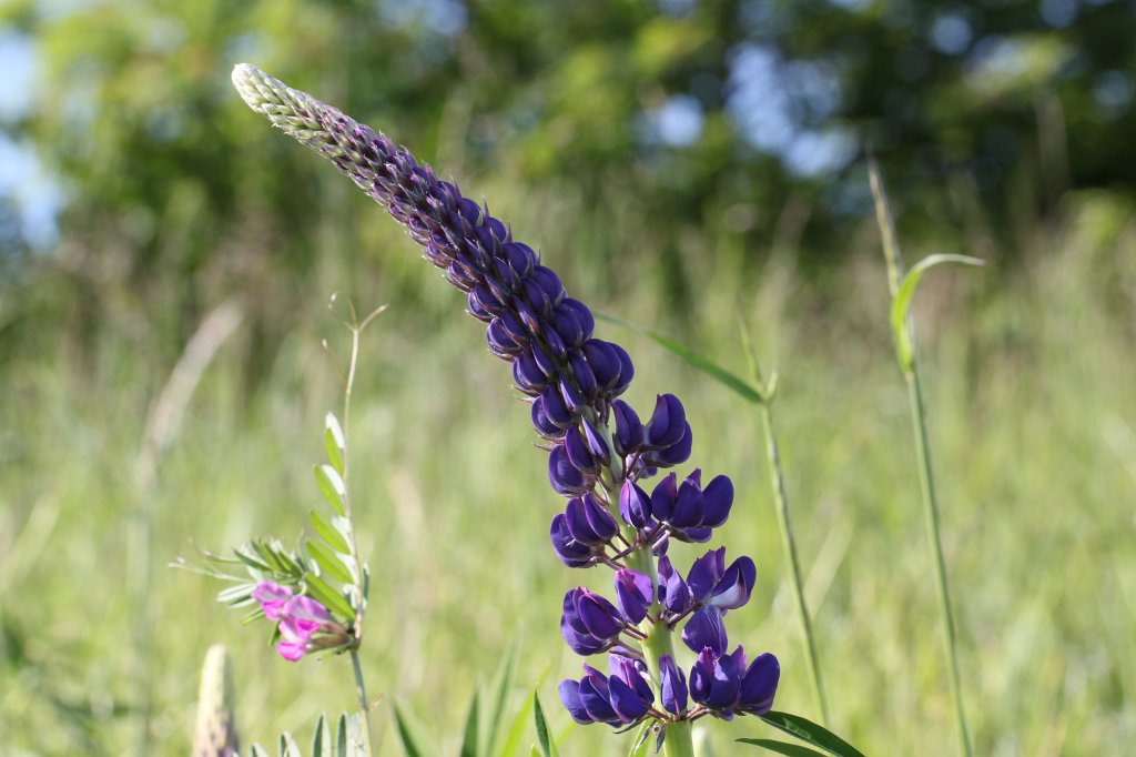 IMG_0303.JPG -  Lupin  ( Lupine )