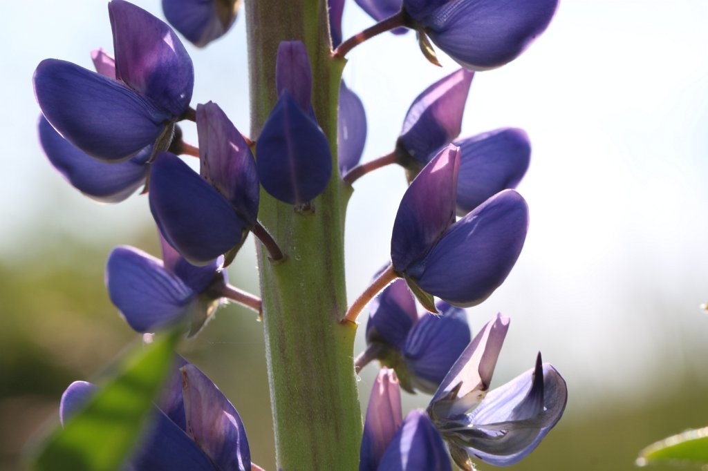 IMG_0308.JPG -  Lupin  ( Lupine )