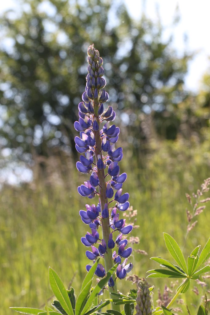 IMG_0310.JPG -  Lupin  ( Lupine )