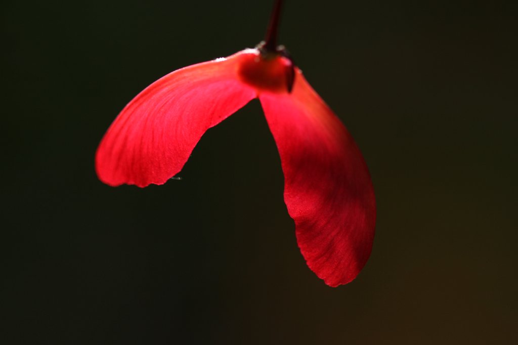 IMG_0323.JPG - Samara