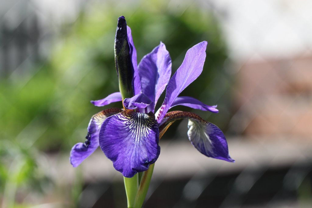 IMG_0327.JPG -  Iris  ( Schwertlilie )