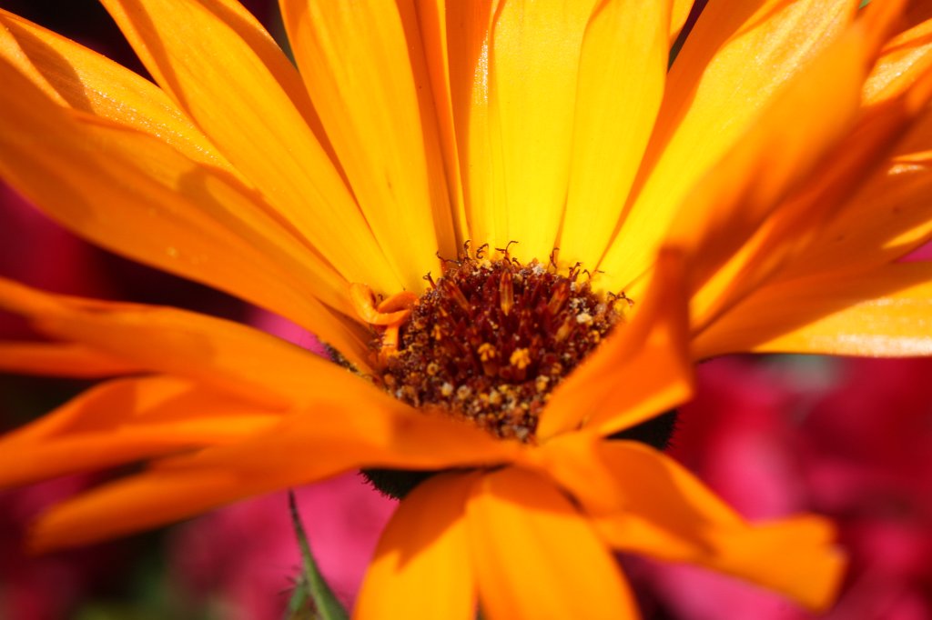 IMG_0340.JPG - Flower