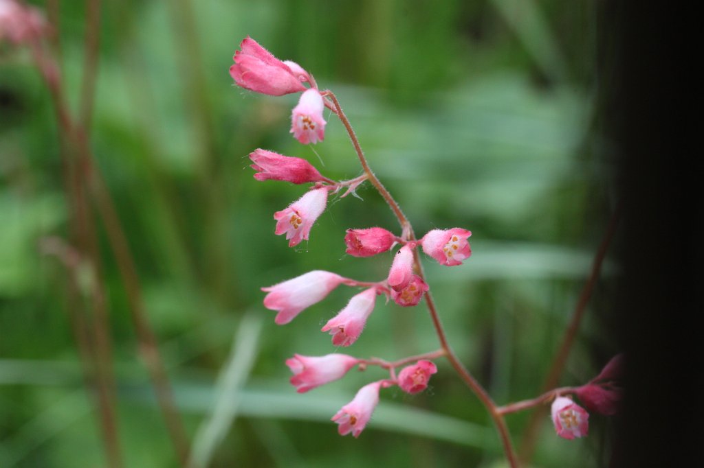 IMG_0349.JPG - Flower