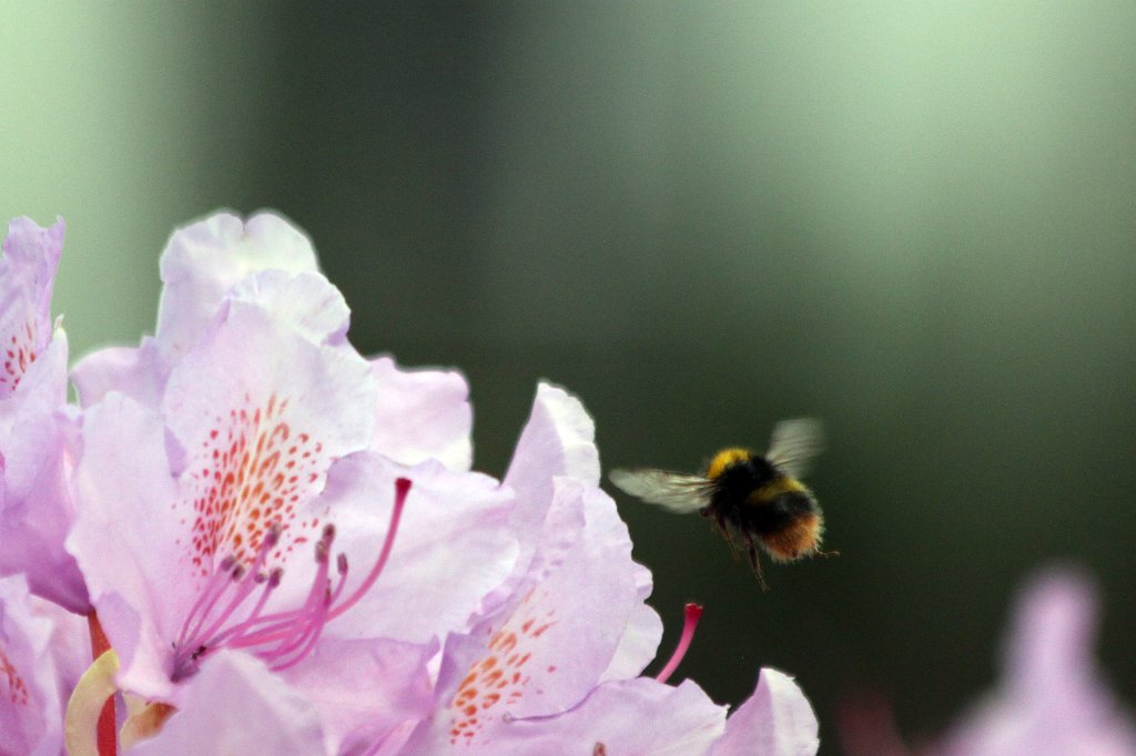 IMG_0384_c.jpg - Bee on rhododendron blossom