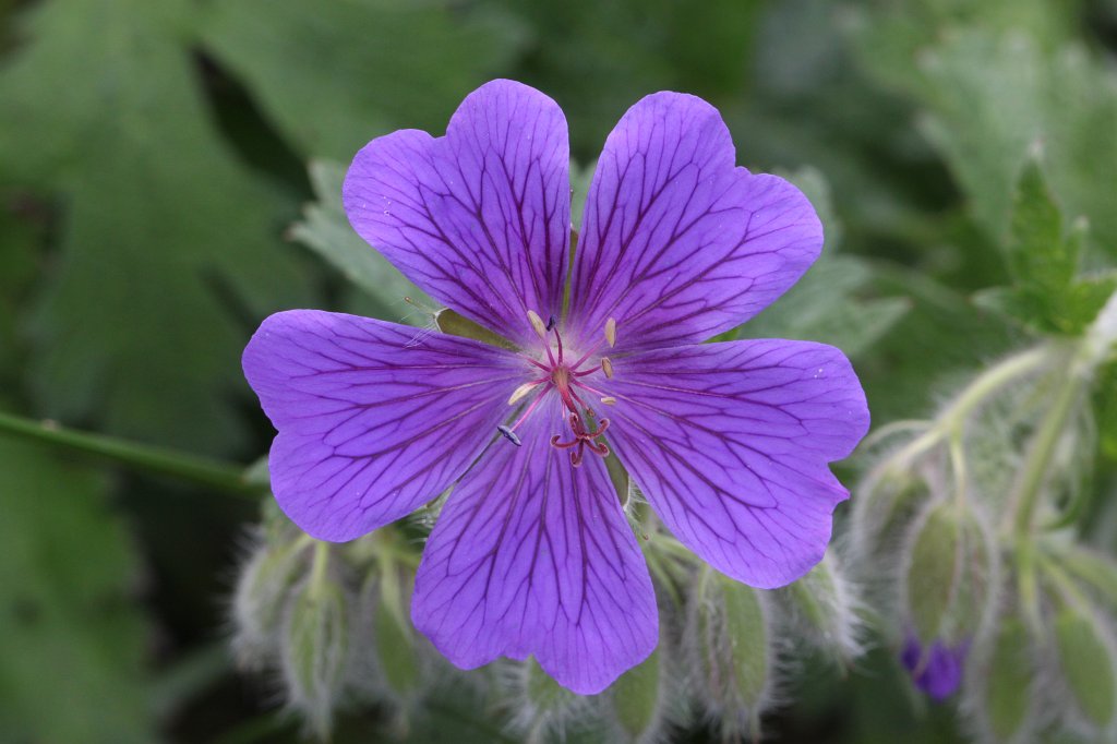 IMG_0386.JPG -  Geranium  ( Storchschnabel )