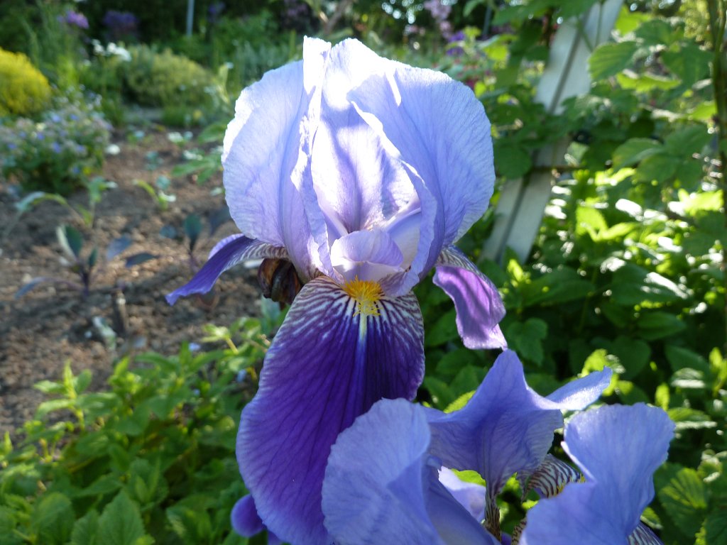 P1120220.JPG -  Iris germanica  ( Deutsche Schwertlilie )