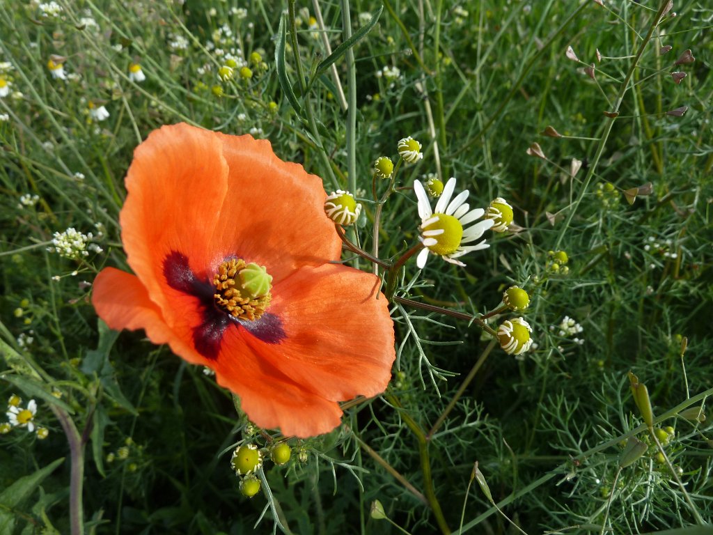 P1120227.JPG -  Poppy  ( Klatschmohn )
