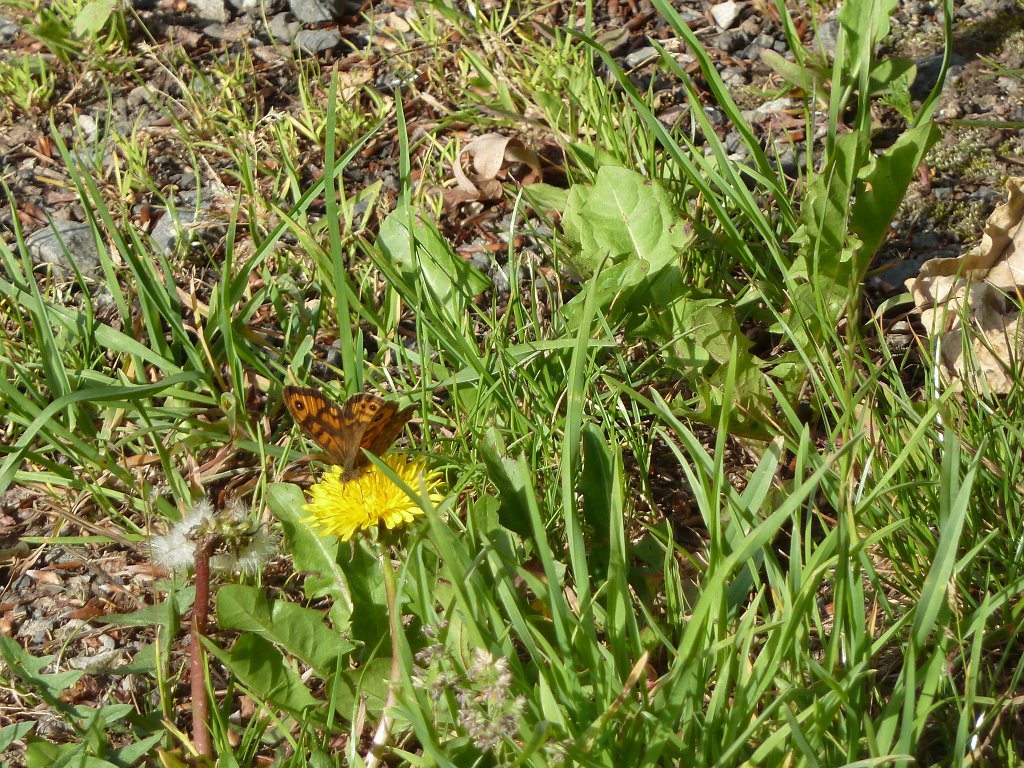 P1120241.JPG - Butterfly (Schmetterling)