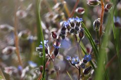 Forget-me-not