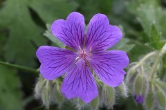 Geranium