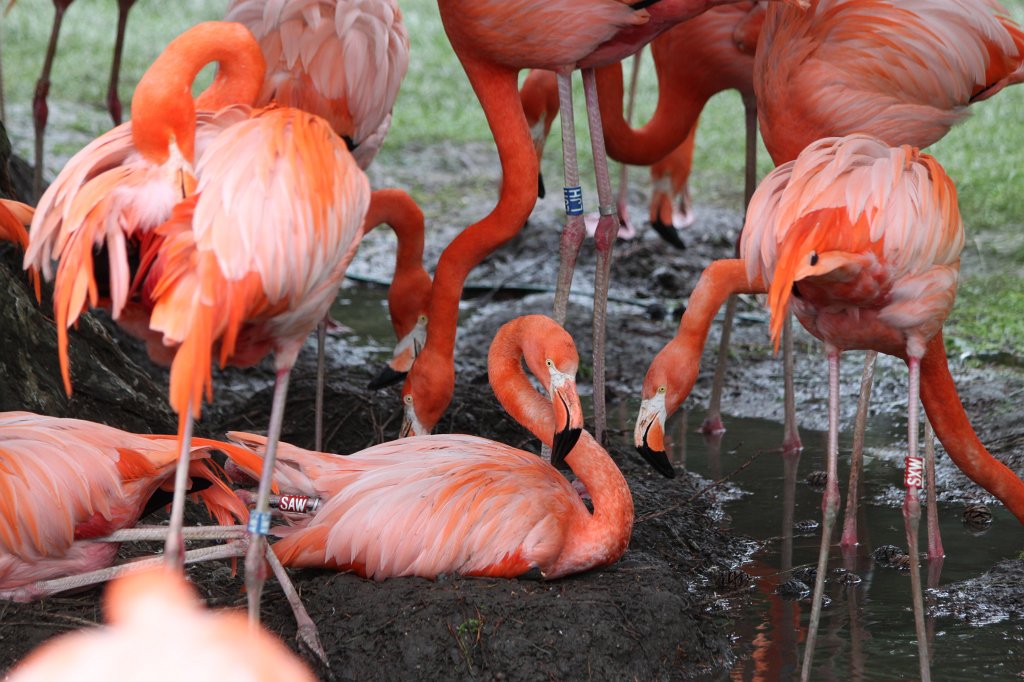 IMG_0413.JPG -  Flamingos 
