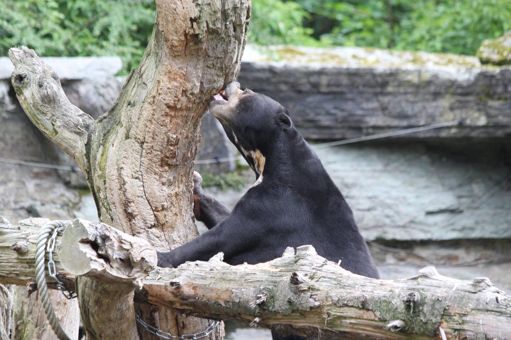 IMG_0423.JPG -  Sun bear  ( Malaienbär )