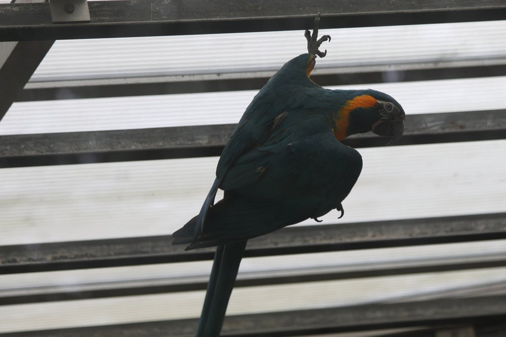 IMG_0433.JPG -  Parrot  ( Papagei )