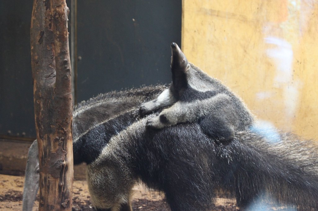IMG_0459.JPG -  Giant Anteater  with young ( Großer Ameisenbär  mit kleinem)