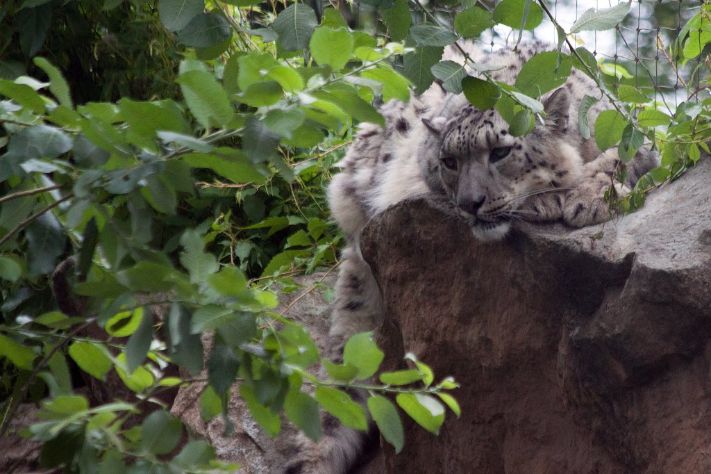 IMG_0476_c.jpg -  Snow leopard  ( Schneeleopard )