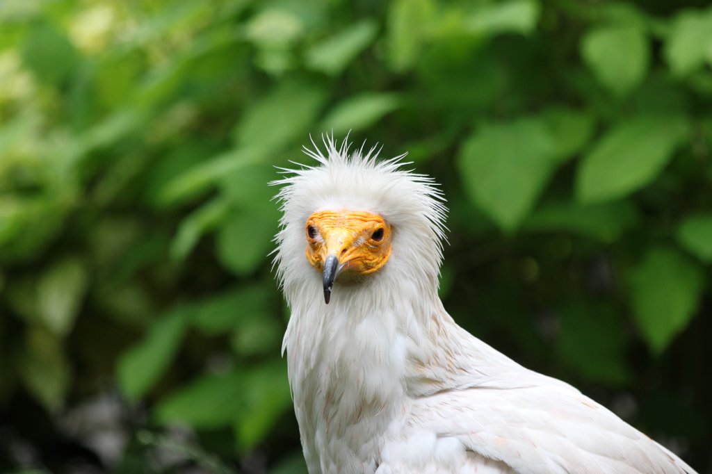 IMG_0480.JPG -  Egyptian vulture  ( Schmutzgeier )