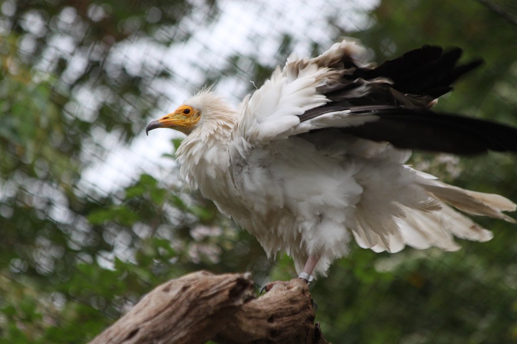 IMG_0484.JPG -  Egyptian vulture  ( Schmutzgeier )