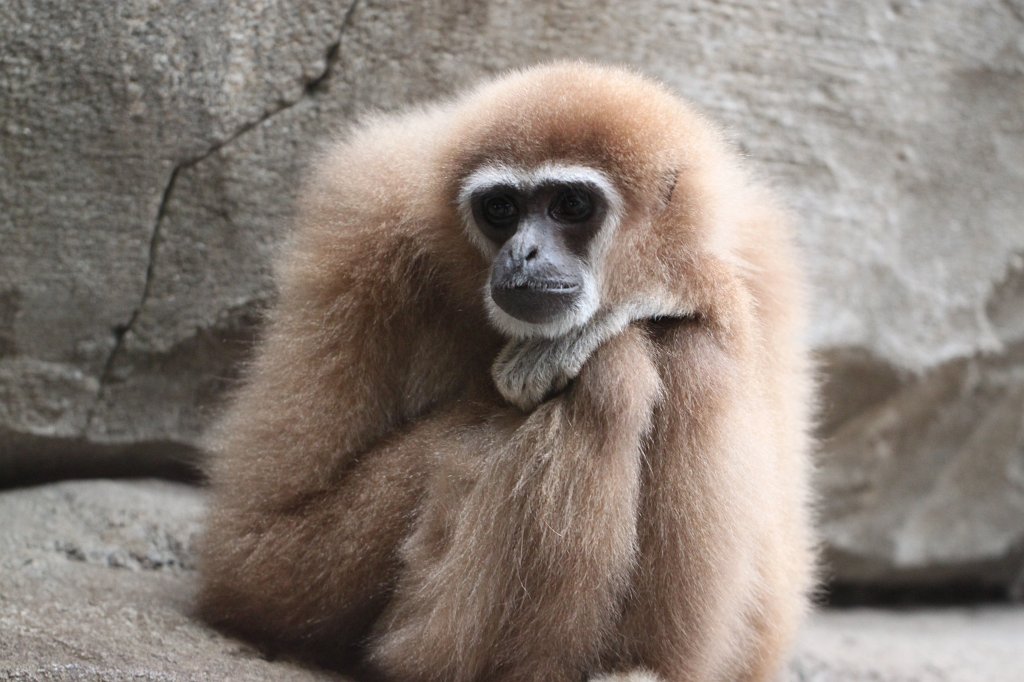 IMG_0497.JPG -  White-handed gibbon  ( Weißhandgibbon )