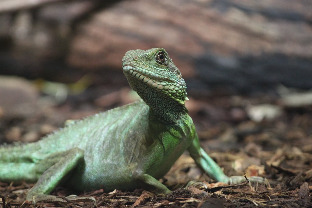 IMG_0508.JPG - Lizard (Eidechse)