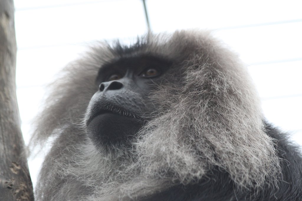 IMG_0539.JPG -  Lion-tailed macaque  ( Bartaffe )