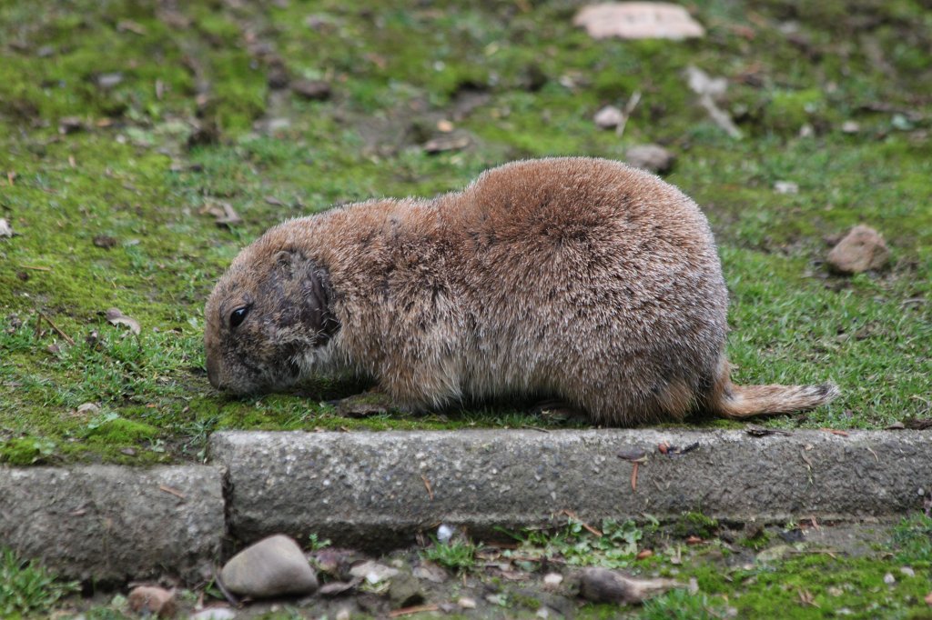 IMG_0544.JPG -  Prairie dog  ( Präriehund )