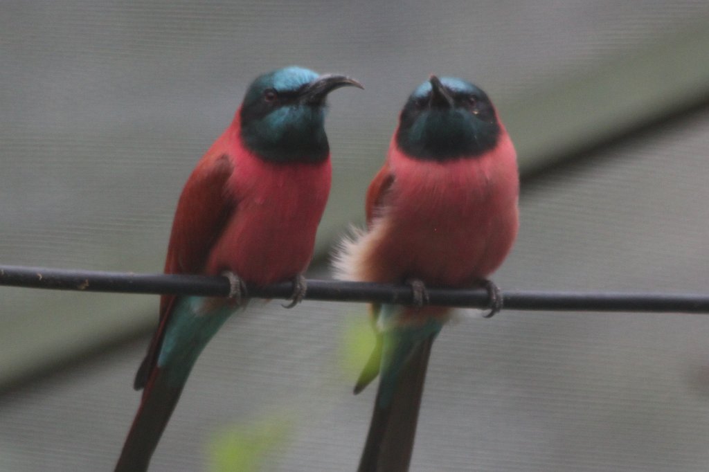 IMG_0564.JPG - Birds