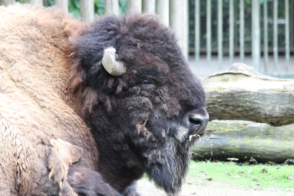 IMG_0589.JPG -  Bison 