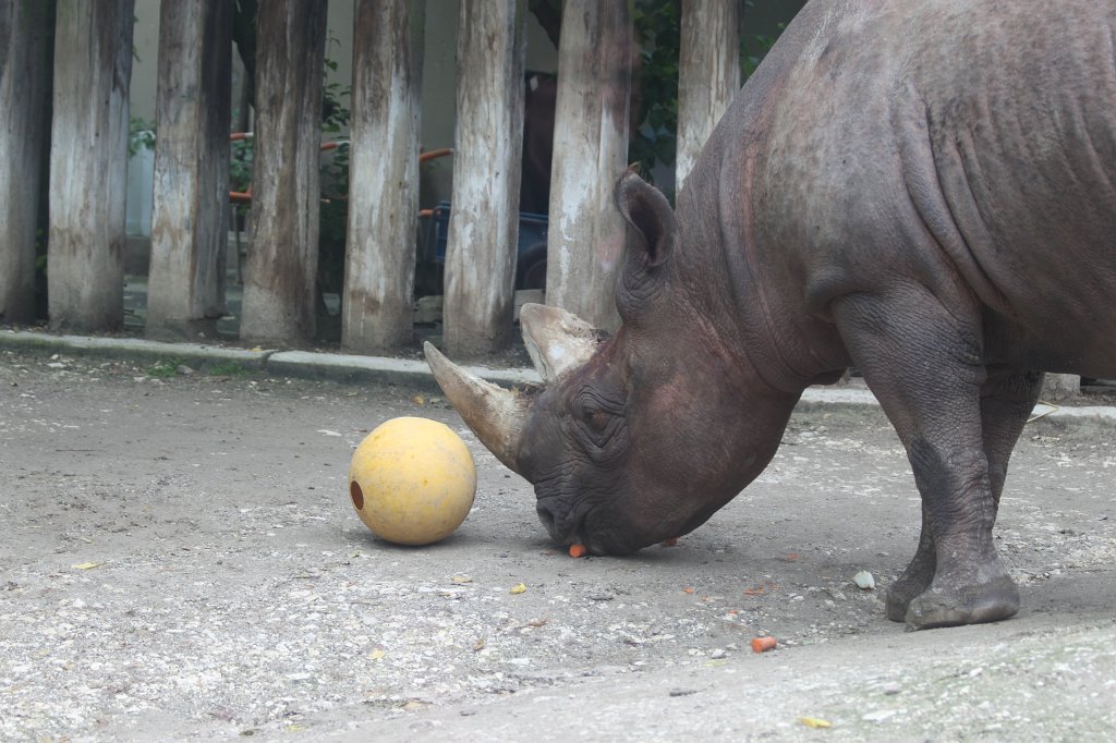 IMG_0593.JPG -  Black rhinoceros  ( Spitzmaulnashorn )