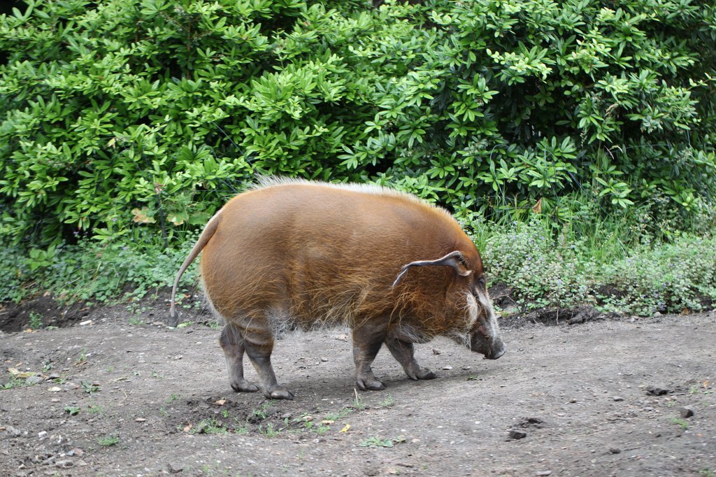 IMG_0599.JPG -  Red river hog  ( Pinselohrschwein )