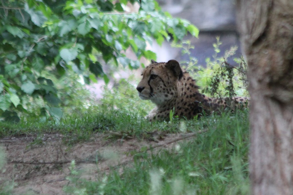 IMG_0618.JPG -  Cheetah  ( Gepard )