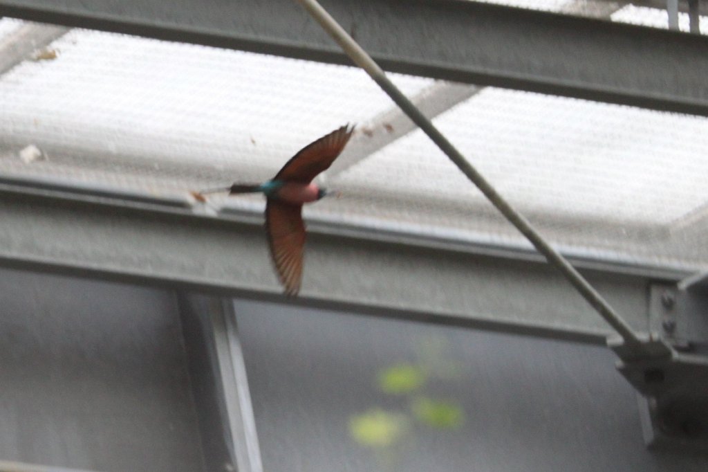 IMG_0654.JPG - Birds